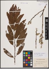 Salix burjatica Nasarow